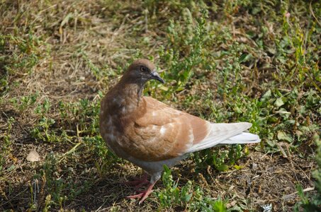 Dove bird brown dove photo