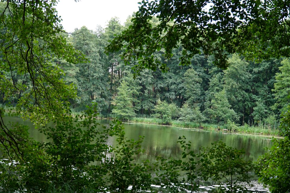 Landscape nature tree