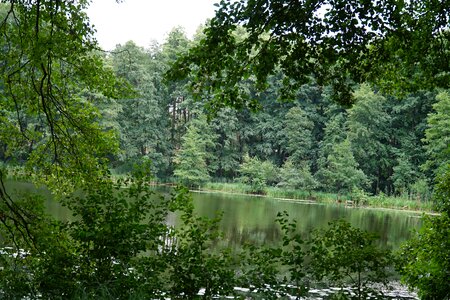 Landscape nature tree