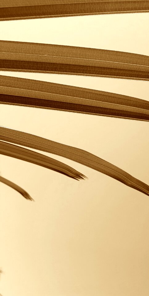 Leaves sepia tropical