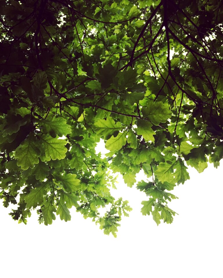 Tree green lockscreen wallpaper