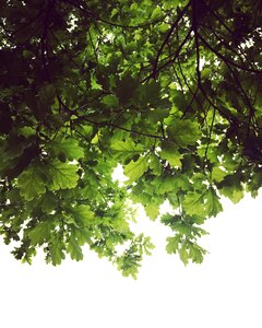 Tree green lockscreen wallpaper
