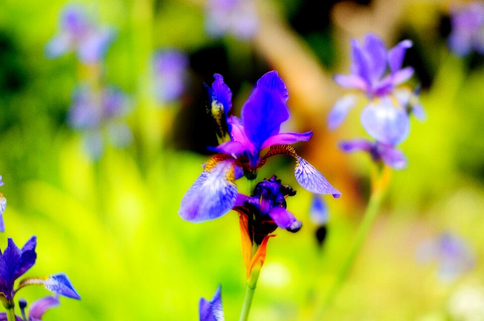 Summer garden purple photo