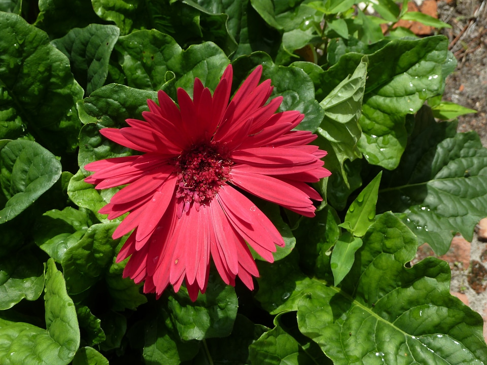 Blossom bloom petal