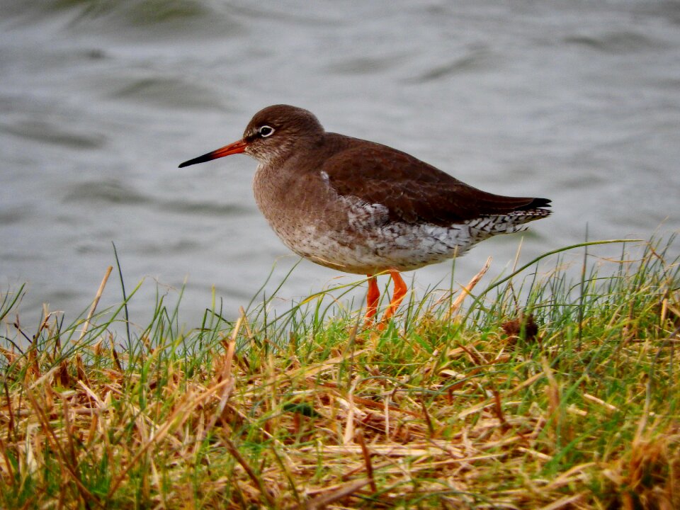 Snipe animal nature
