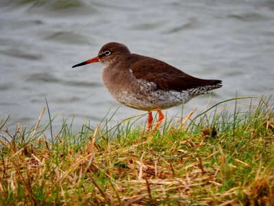 Snipe animal nature photo