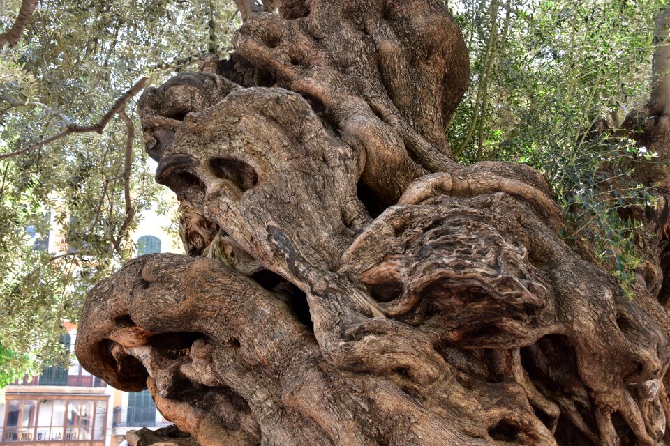 Tree ghost nature