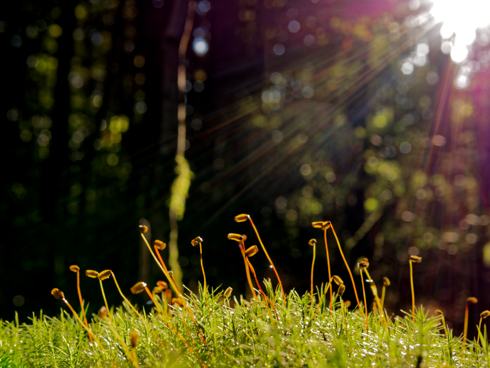 Nature green light