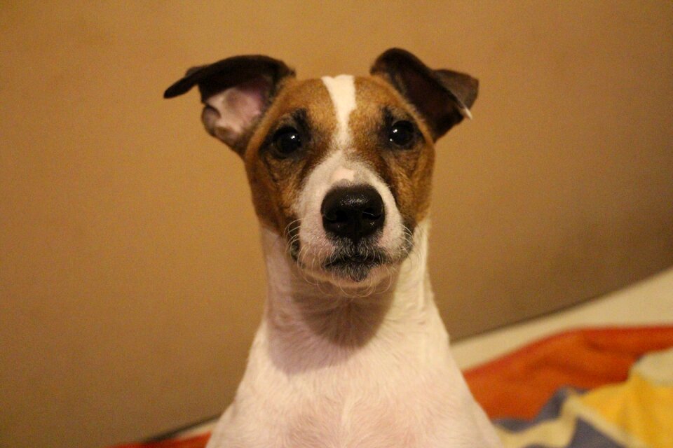 Animal portrait snout