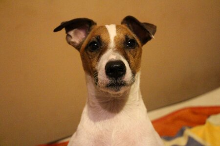Animal portrait snout
