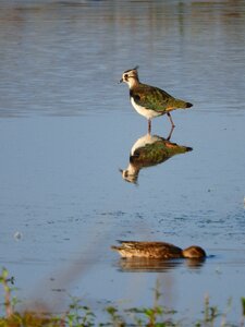 Nature water bird bird