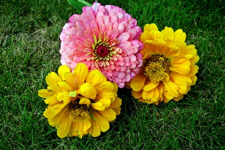 Nature colorful garden