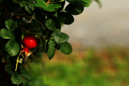 Herb fruit photo