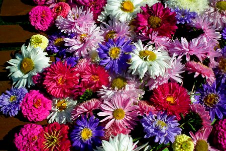 Summer nature decoration