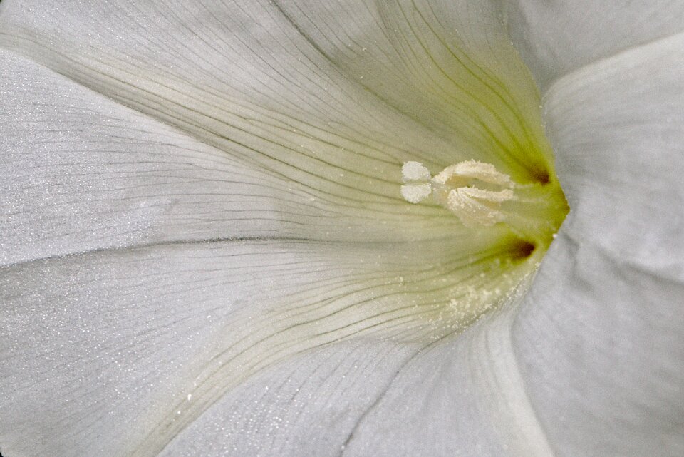 White summer macro