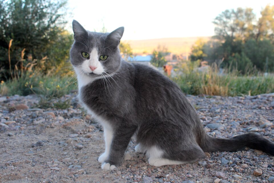 Sunset animals pet