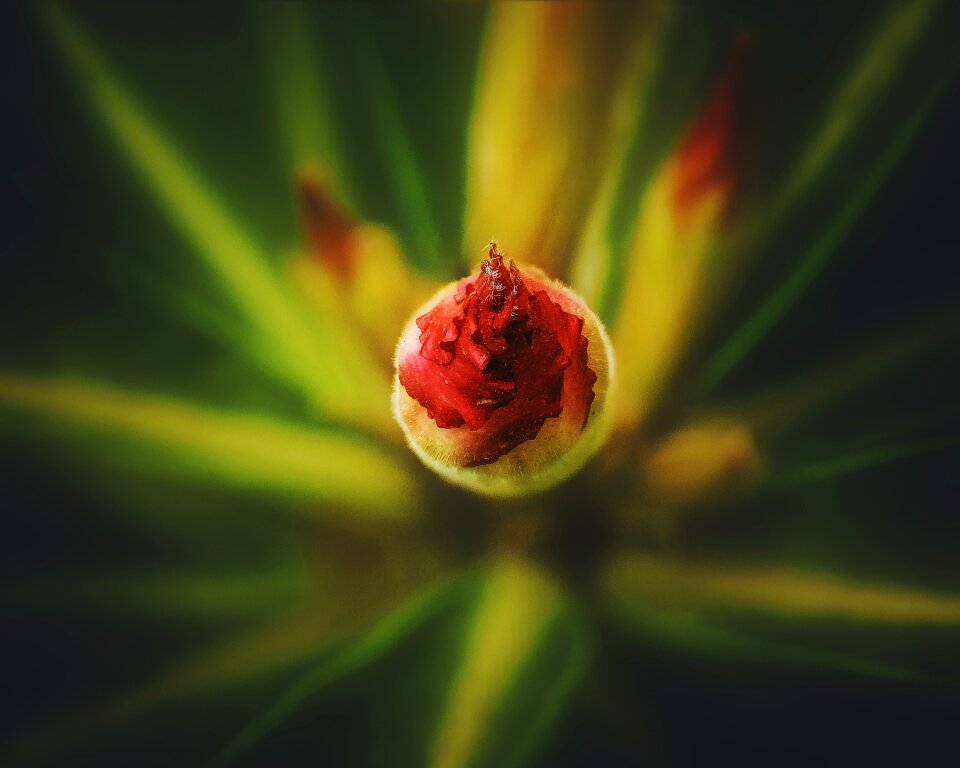 Animal spring blossom