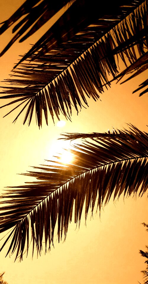 Leaves sepia lockscreen wallpaper