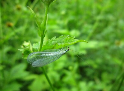 Bug plant green
