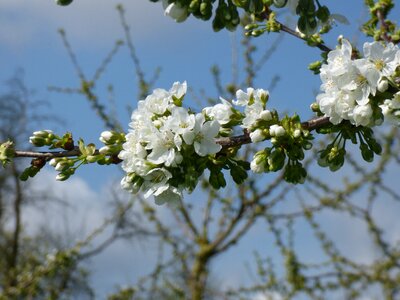 Cherry tree white spring awakening