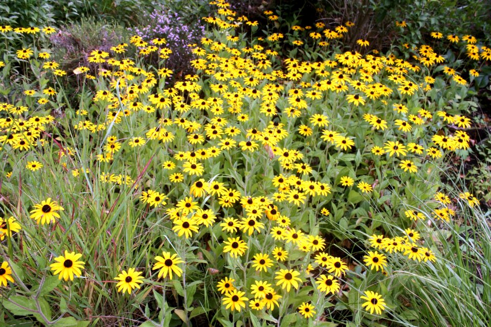 Yellow hamburgensien summer meadow