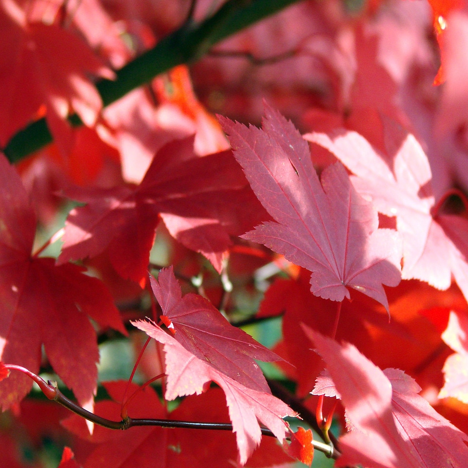 Leaves fall red
