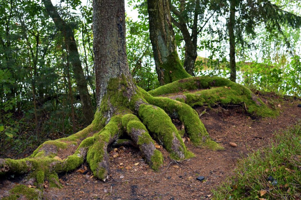 Nature moss vegetation