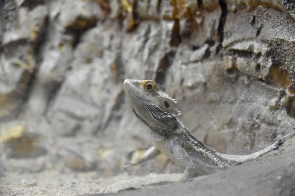 Animal lizard reptile