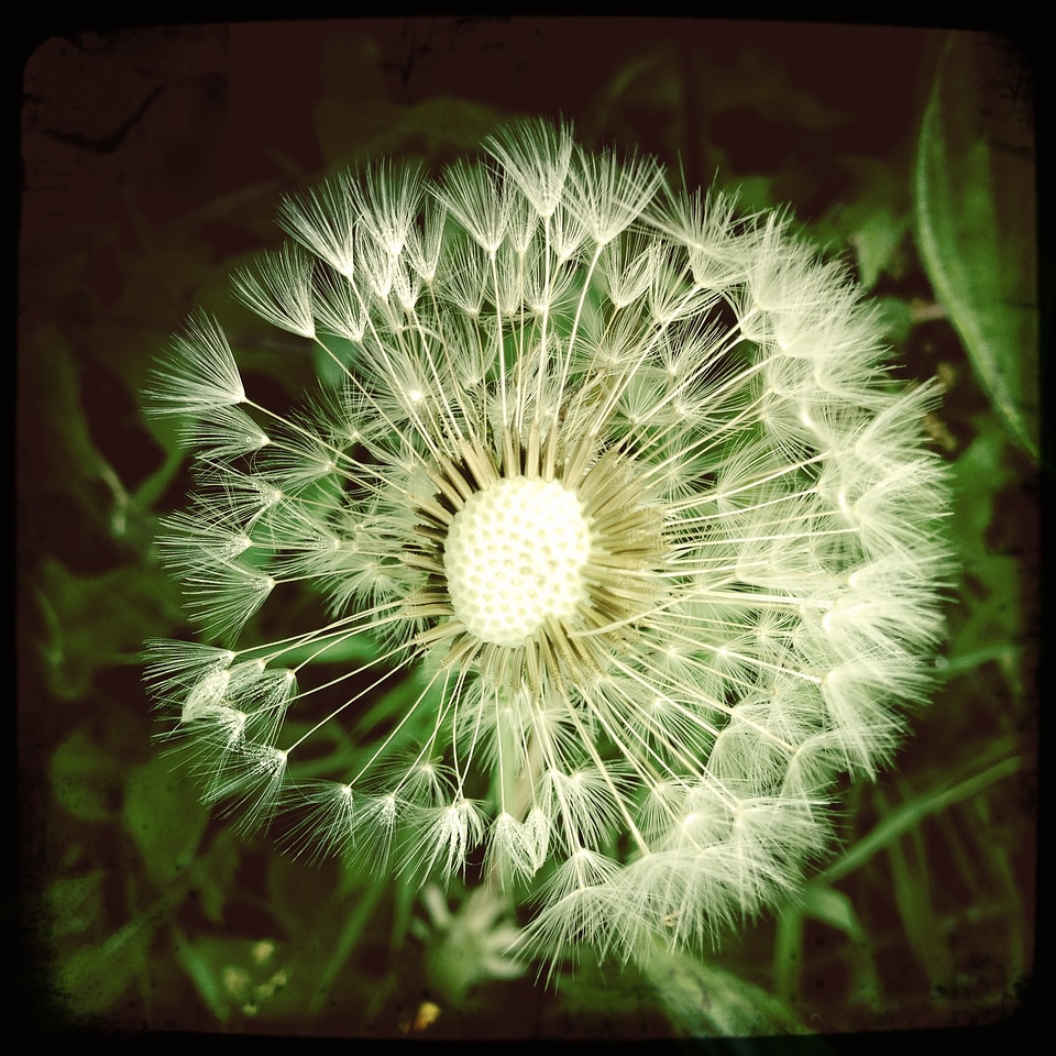 Flowers field egret dandelion