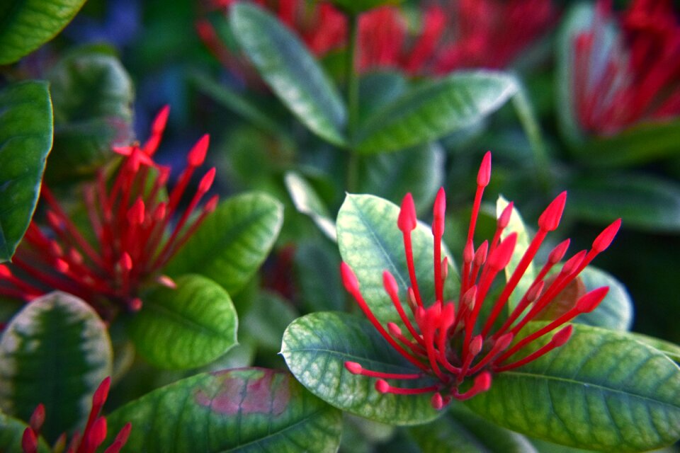 Nature foliage