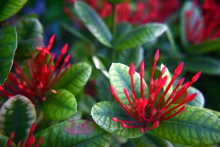 Nature foliage