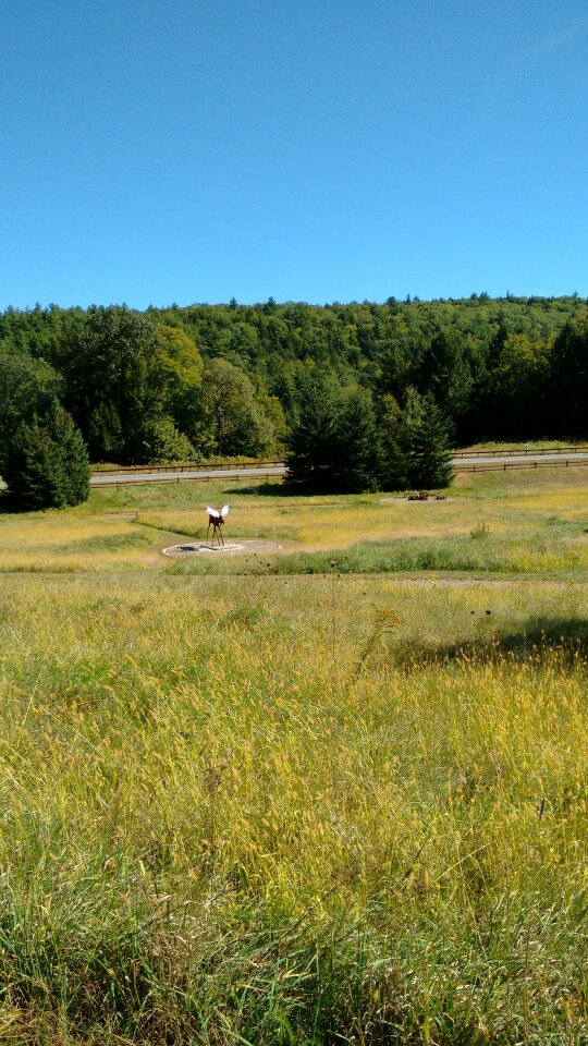 Moose vermont