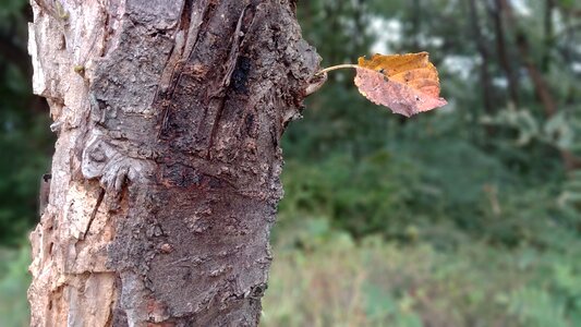 The leaves all these years forest photo