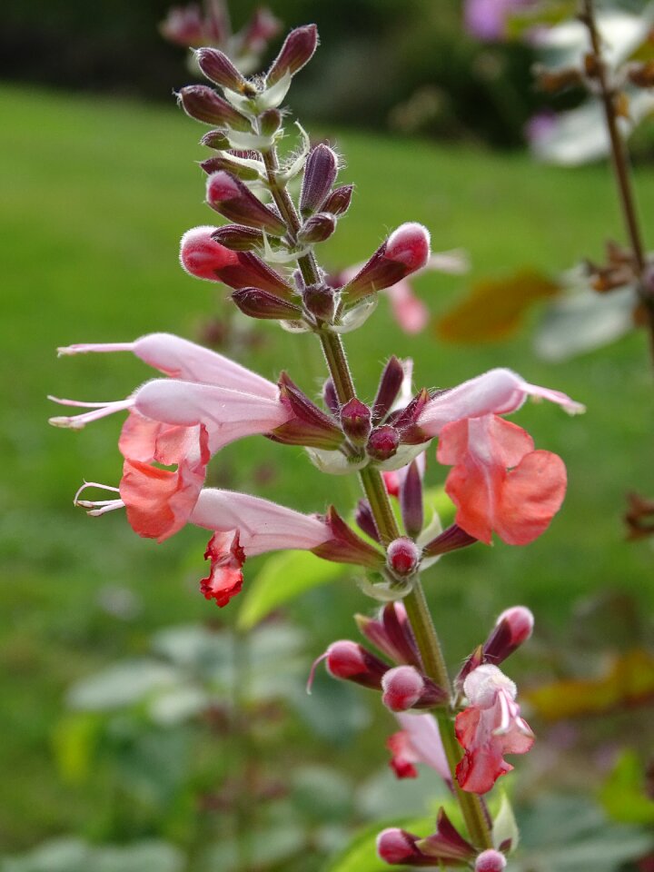 Nature summer plants