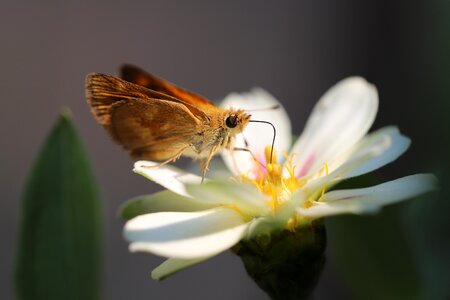 Bloom animal blossom
