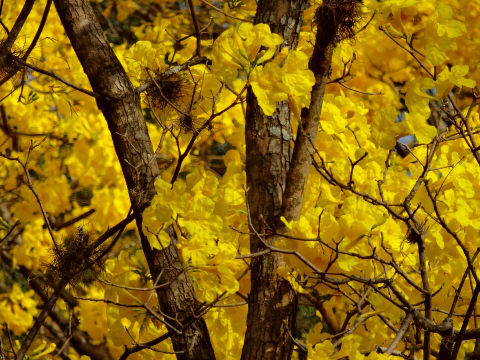 Spring flower tree