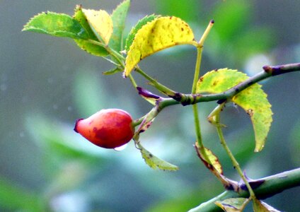 Morning nature berries