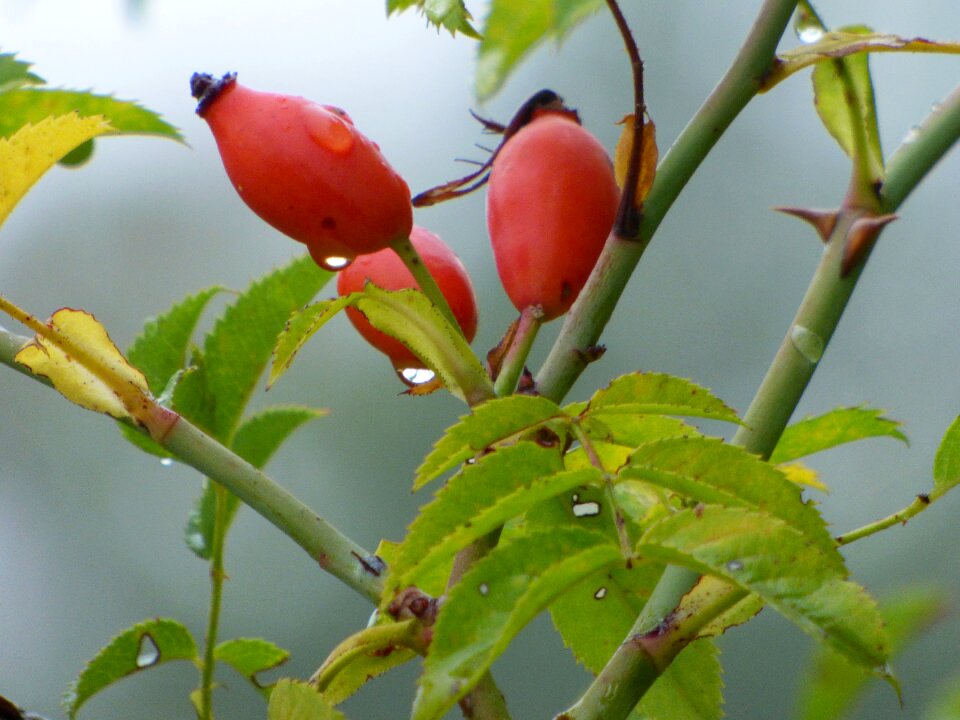 Red berries rose hips