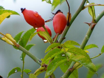 Red berries rose hips photo