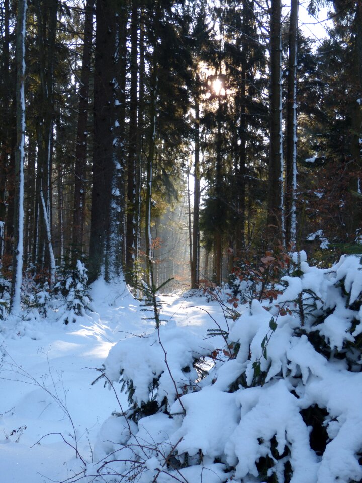 Wiesbüttsee nature lighting