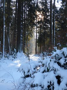 Wiesbüttsee nature lighting