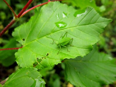 Cricker leafhopper the bodice photo