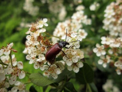 Beetle omophlus omophlus proteus