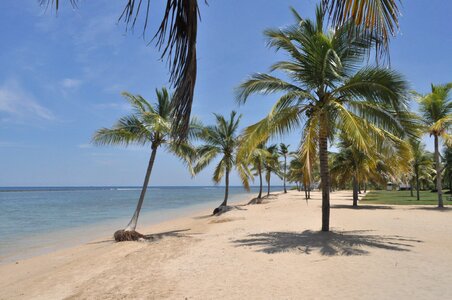 Sun palm trees beach photo