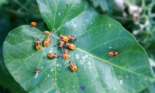 Macro beetle sign in help photo