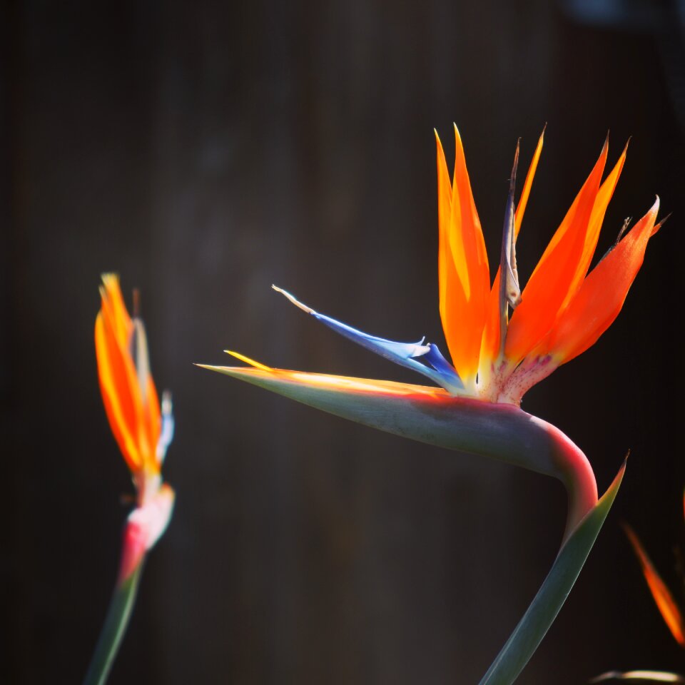 Flower orange california
