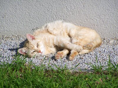 Pets bun color kitten at the same time