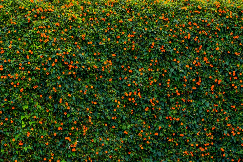 Green nice flowers