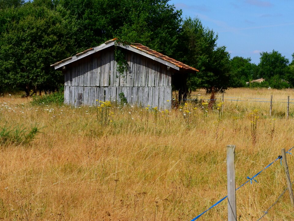 Landscape forest meadow