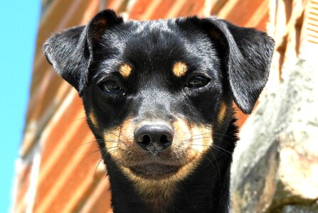 Domestic pet guatica